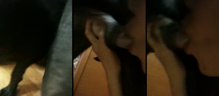 KA25051323_국산수간혐_리트리버녀_풀팩-1_sexkbj