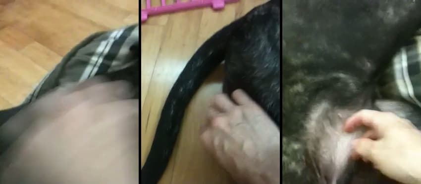 KA25051325_국산수간혐_리트리버녀_풀팩-3_sexkbj