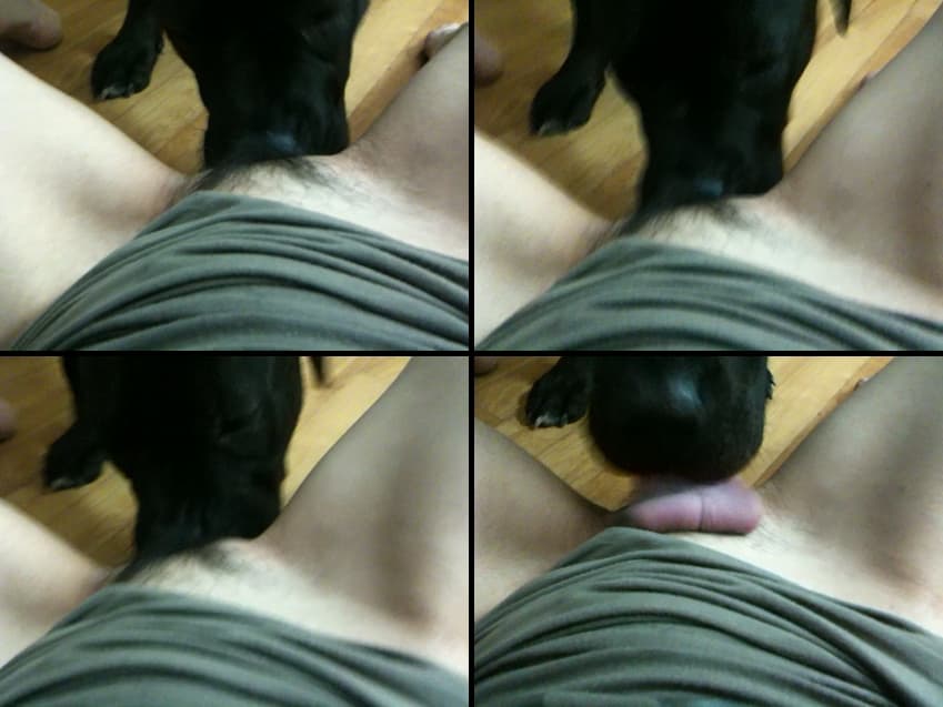 KA25051326_국산수간혐_리트리버녀_풀팩-4_sexkbj