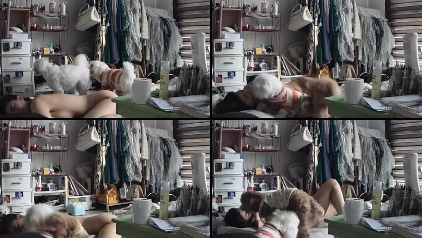 KA25071308_강아지_보빨_자위_sexkbj